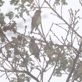 Cedar Waxwings Perched in Winter Oak Tree