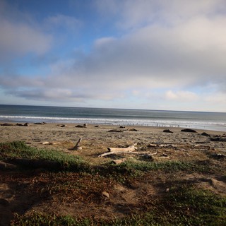 Elephant Seals Resting on Drakes Beach at Dusk
