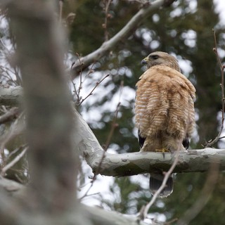 Red-Shouldered Hawk Perched on Winter Branch