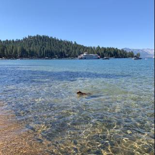 Canine Splashing in Lake Tahoe