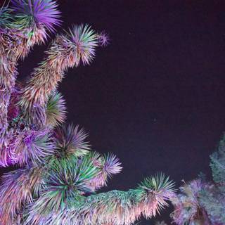 Enchanted Nocturne