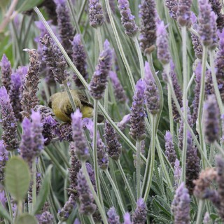 Common Yellowthroat Feeding Among Lavender Blooms