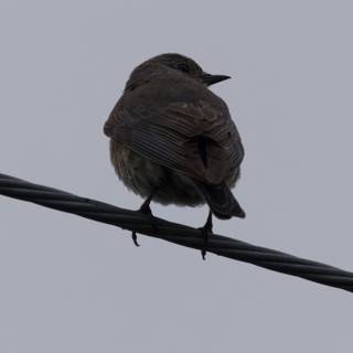 Perched and Poised