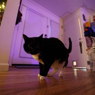 Black and White Cat Walking Through Purple-Lit Hallway