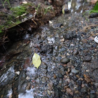 forest stream