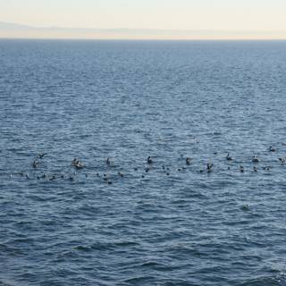 Flock of Birds over the Majestic Sea