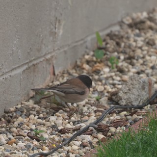 Dunnock and House Sparrows Foraging on Gravel Path