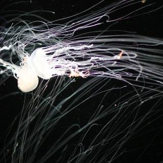 Bioluminescent Jellyfish in the Dark Waters