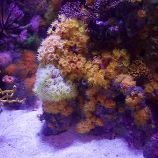 Diverse Coral Reef Ecosystem