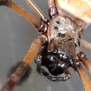 Garden Spider's Features Up Close
