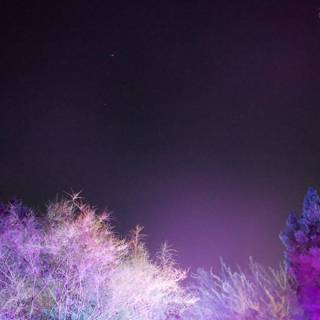 Enchanted Night in Purple Hues