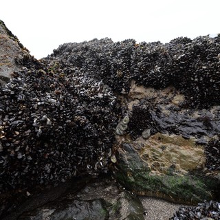 Dense Mussel Colony Blanketing Intertidal Rocky Shore