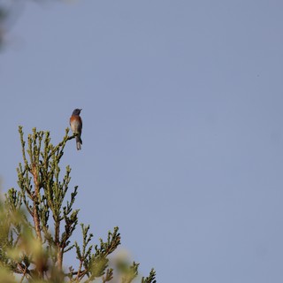 Western Bluebird Perched on Juniper Branch at Dawn