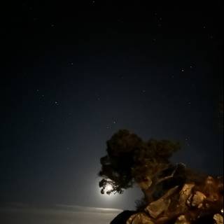 Solitary Night Tree