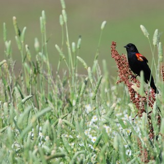 Red-winged Blackbird Perched on Wetland Vegetation