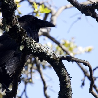Raven Perched on Lichen-Covered Branch at Dusk