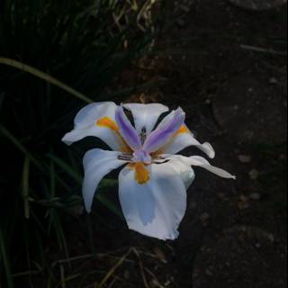 Purple Lily Blooms in Altadena