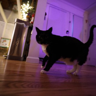 Black Cat Named Leeloo Captured in Mid-Sprint at Night