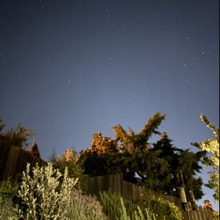 Nocturnal Serenity