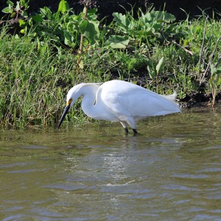 Snowy Egret Hunting in Shallow Wetland Waters