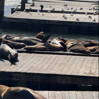 Sunbathing Sea Lions at San Francisco Bay