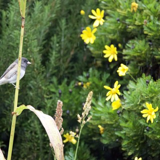 Small Bird Perched in Rain Among Yellow Wildflowers
