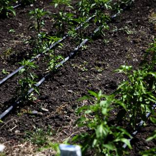 Sustainable Irrigation for a Flourishing Garden