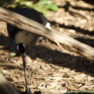 Majestic Long-Beaked Bird at SF Zoo