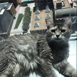 The Rooftop Cat