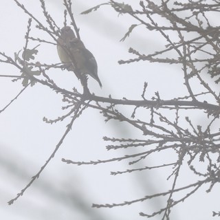 Backlit Bird Perched on Foggy Winter Branch