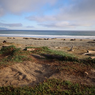 Elephant Seals Resting on Drakes Beach at Sunset