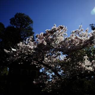 Enchanting Cherry Blossoms at Kyoto Japanese Garden