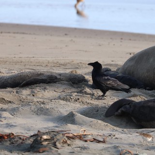 Crow Scavenging Among Elephant Seals on Sandy Beach