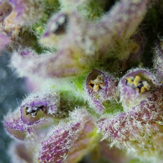 Extreme Macro: Purple Flower Pistils in Stunning Detail