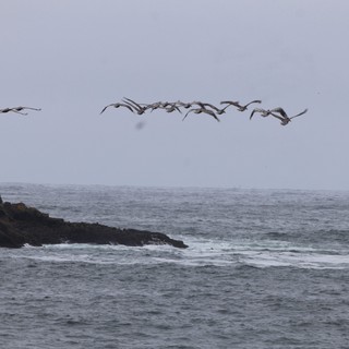Pelicans Soaring Over Rugged Pacific Coastline