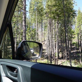 Forest Road Journey Through Burned Landscape