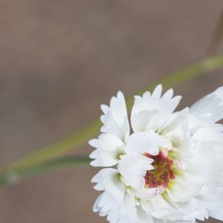 White Daisy Blossom