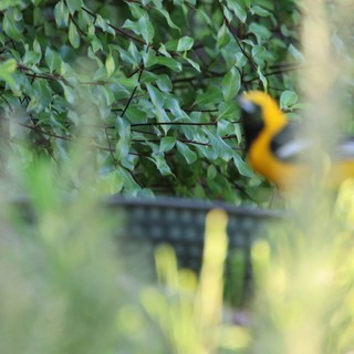 Hooded Oriole Perched Among Dense Green Foliage