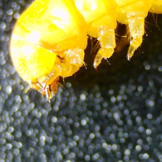 Extreme Macro: Yellow Spider Clinging to Surface