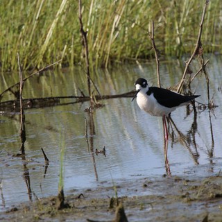 Black-necked Stilt Wading in Shallow Wetland Waters