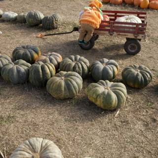 Harvest Hues - A Pumpkin Patch Adventure