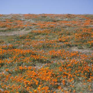 Orange Bloom Blanketing the Countryside
