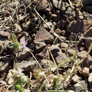 stark-resilient-arid