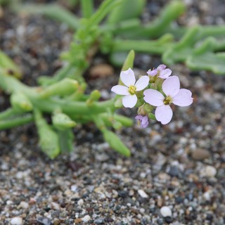 Delicate Beach Wildflower Blooming on Sandy Shore
