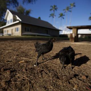 Flock of Chickens Roaming Free in Hawaii Countryside