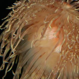Vibrant Sea Anemone in the Aquarium