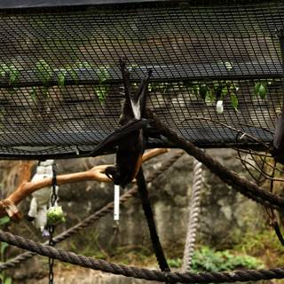 Upside Down Duo in Oakland Zoo, 2023