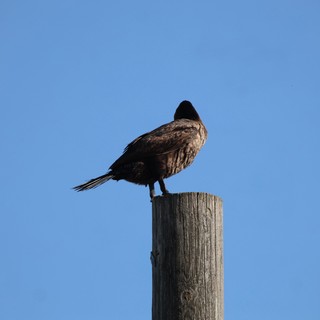 Turkey Vulture Perched on Weathered Post at Dusk