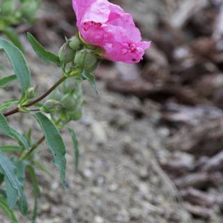 Pink Blossom Prelude
