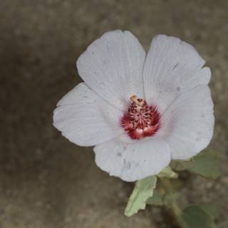 The White Flower with Red Petals